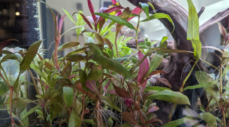 Deux semaines après la mise en eau.