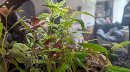 Deux semaines après la mise en eau.