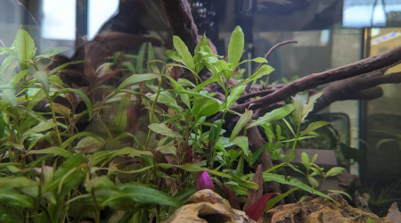 Deux semaines après la mise en eau.