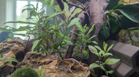 Deux semaines après la mise en eau.
