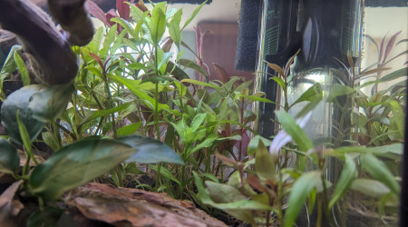 Deux semaines après la mise en eau.