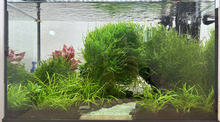 aquarium Communautaire endler