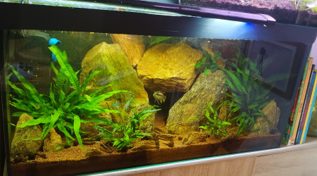 aquarium 100 L specifique pelmato