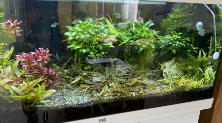 aquarium Blagis