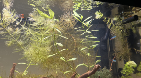 Courant dans l’aquarium