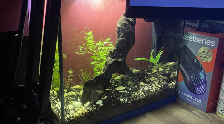 aquarium Nurserie de bureau