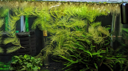aquarium Killies