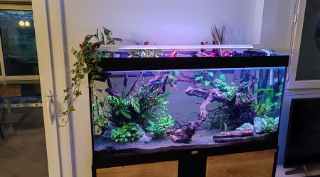 aquarium exotique