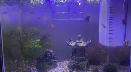 aquarium Super fish 80l