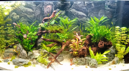 aquarium 180 Visio JPC