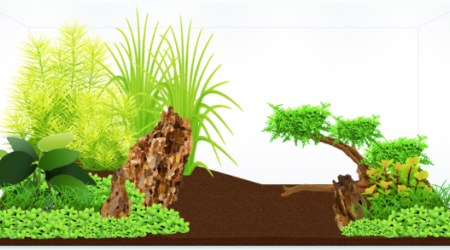 Première idée d'aquascape