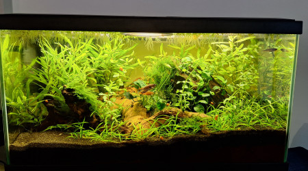 aquarium 54 litres fundulopanchax nigerianus
