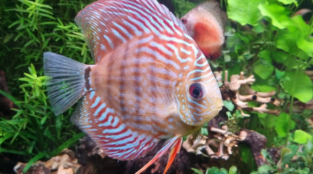 Des nouveaux copains