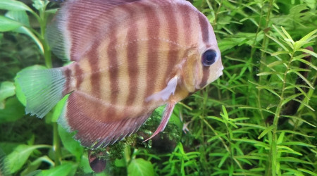 Des nouveaux copains