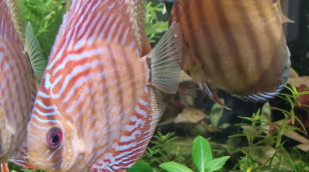 Des nouveaux copains