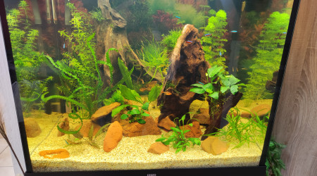 De nouvelles plantes