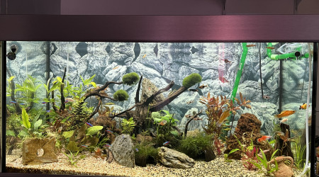 aquarium 250L