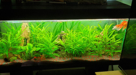 aquarium Poissons rouges 250L