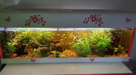 aquarium Communautaire tropical 550L