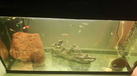 aquarium Hopital et quarantaine 100L