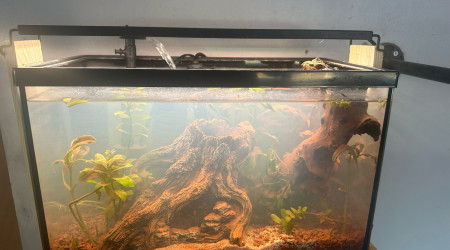 3 jours après mise en eau