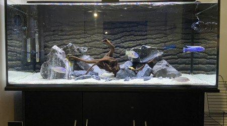 aquarium Malawi