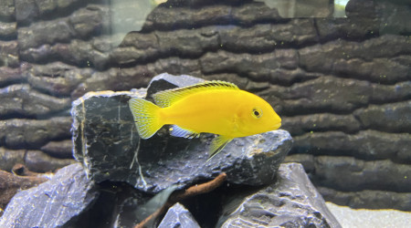 Labidochromis caeruleus lion's cove