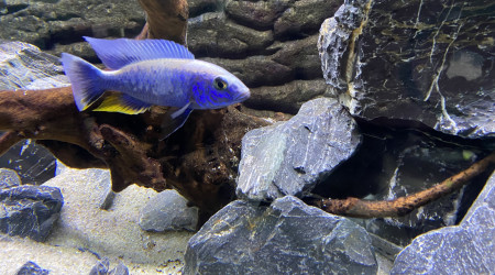 scienochromis fryeri
