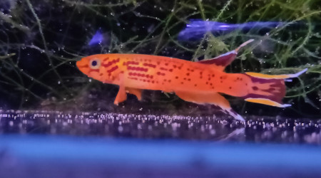 Aphyosemion australe Doré