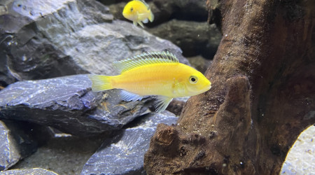 L’abidochromis caeruleus lion’s cove