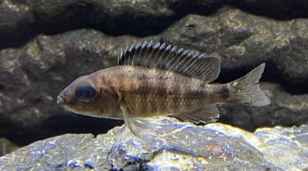 Aulonocara koningsi Mbenji island f1