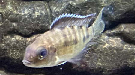 Aulonocara koningsi Mbenji island f1