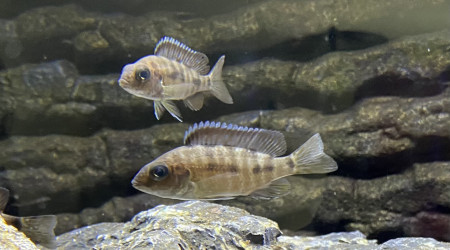 Aulonocara koningsi Mbenji island f1