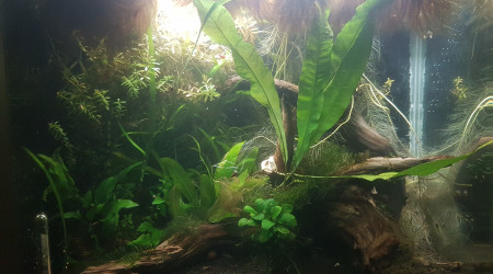 aquarium Bac 35L