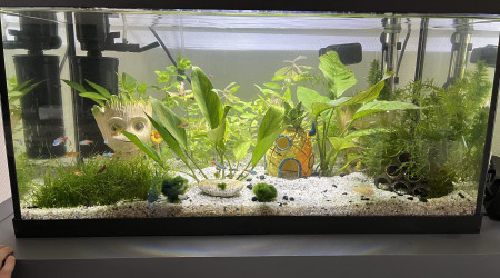 aquarium 60 litre