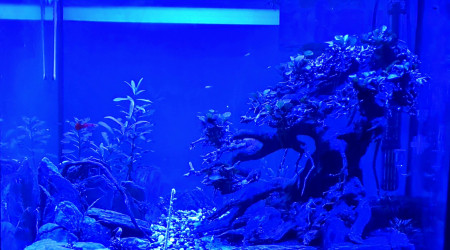 aquarium Bonsai 2.0