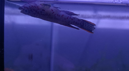 Mâle ♂️ Fundulopanchax nigerianus innidere