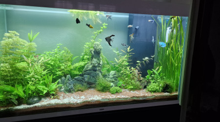 aquarium Ciano 100 pro