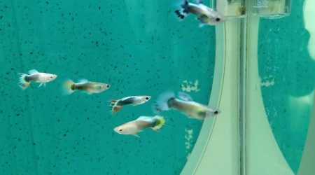 aquarium Guppys Males