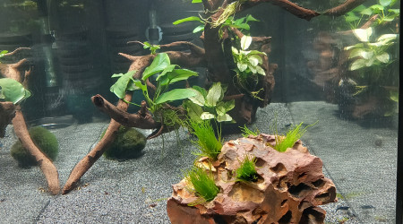 aquarium Interdit aux lentilles d eau