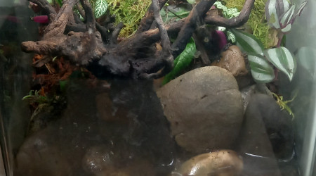 aquarium Paludarium crabe vampire