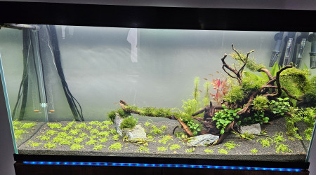 Changement d'aquascaping
