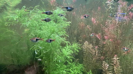 Partage et ajout de poisson