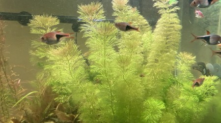 Partage et ajout de poisson