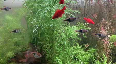 Partage et ajout de poisson