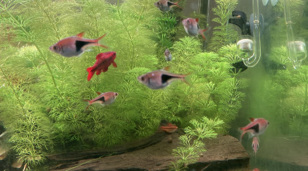 Partage et ajout de poisson