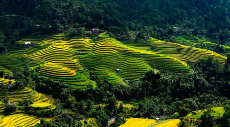 Les rizières du plateau de Ha Giang.