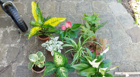 1er jet de plantes pour le mur