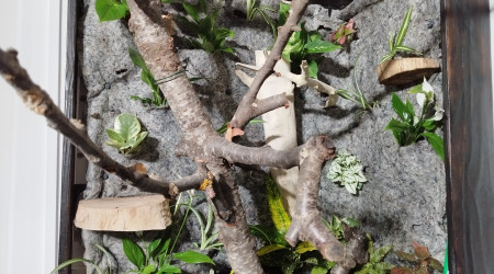 Le mur végétal après une 1ère plantation