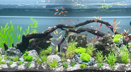 aquarium AQUADESIGN